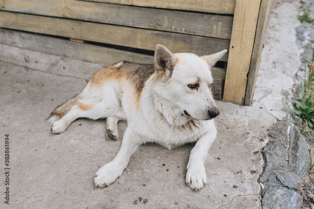 Obraz premium A beautiful, large, fluffy, old white dog lies on the background of a wooden booth, waiting for the owner. A good guard for people. Favorite pet.