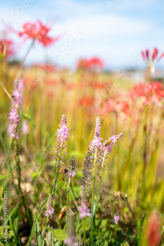 蜜蜂とピンク色の花 背景に彼岸花