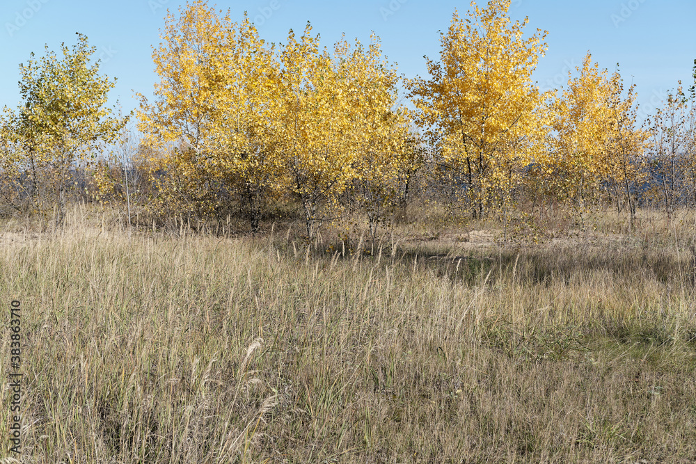 Autumn yellow trees, dry grass and blue sky. Concept of Indian summer in countryside. Calmness and serenity. Selective focus Autumn yellow trees, dry grass and blue sky. Concept of Indian summer in countryside. Calmness and serenity. Selective focus
