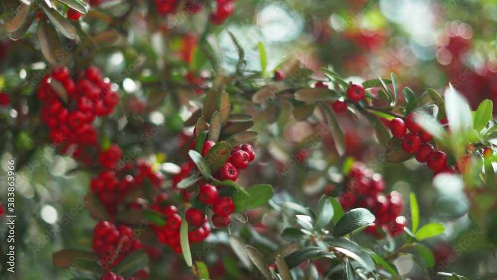Small Peach-like Fruit Hanging on a Branch with Blurry Leaves as Background Small Peach-like Fruit Hanging on a Branch with Blurry Leaves as Background