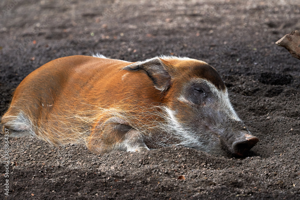 portrait of a red river hog sleeping peacefully in a zoo in valencia spain portrait of a red river hog sleeping peacefully in a zoo in valencia spain