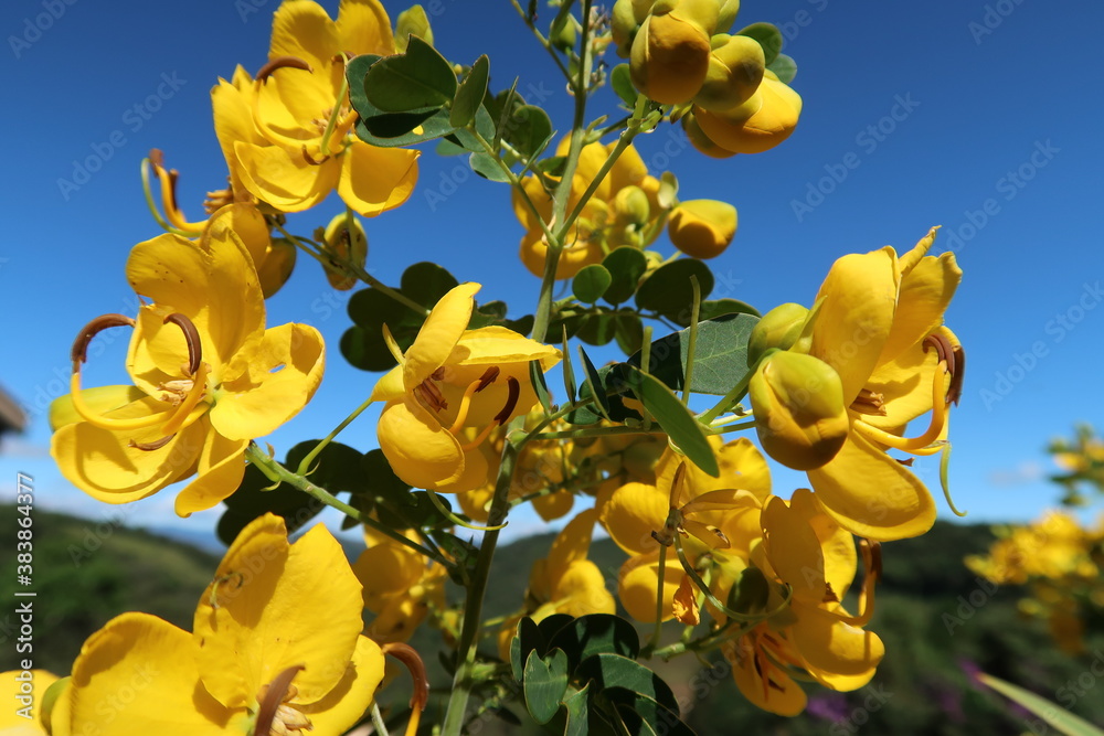 Fototapeta premium yellow flower blue sky