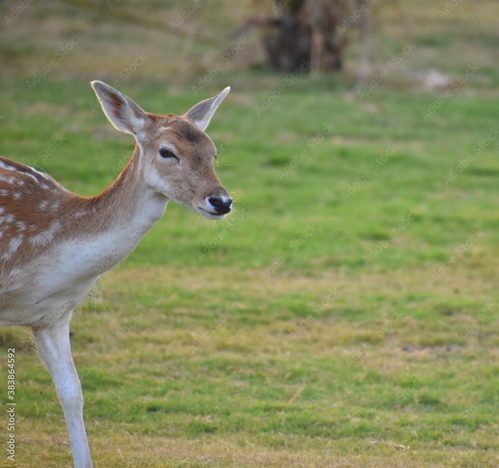 female spotted deer or chital deer, Close up portrait of a female spotted deer female spotted deer or chital deer, Close up portrait of a female spotted deer