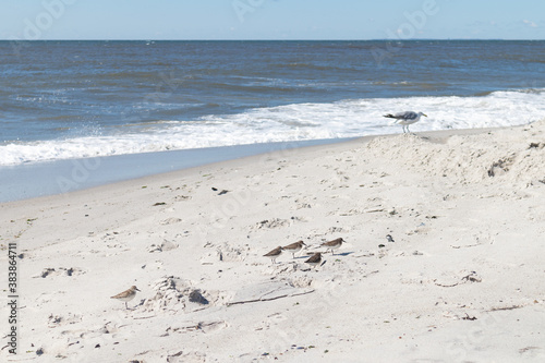 Fototapeta Naklejka Na Ścianę i Meble -  Flock of Semipalmated Sandpiper Birds on the Shore of Long Beach New York with the Ocean