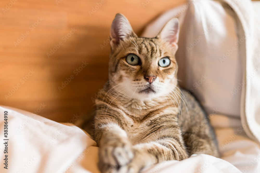 funny tabby cat