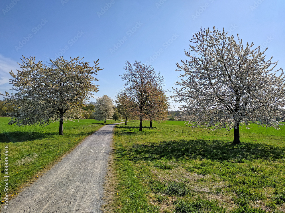 Kirschblütenbäume