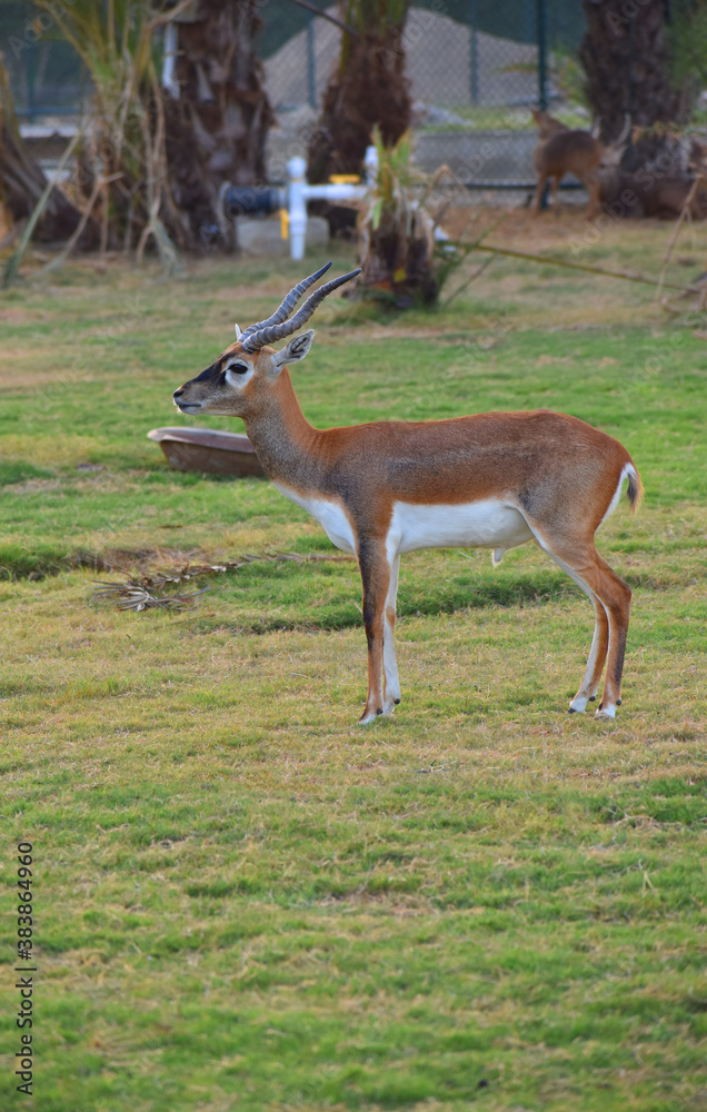 A male Blackbuck also known as Antelope, close up, Big horned wild male blackbuck in a zoo A male Blackbuck also known as Antelope, close up, Big horned wild male blackbuck in a zoo