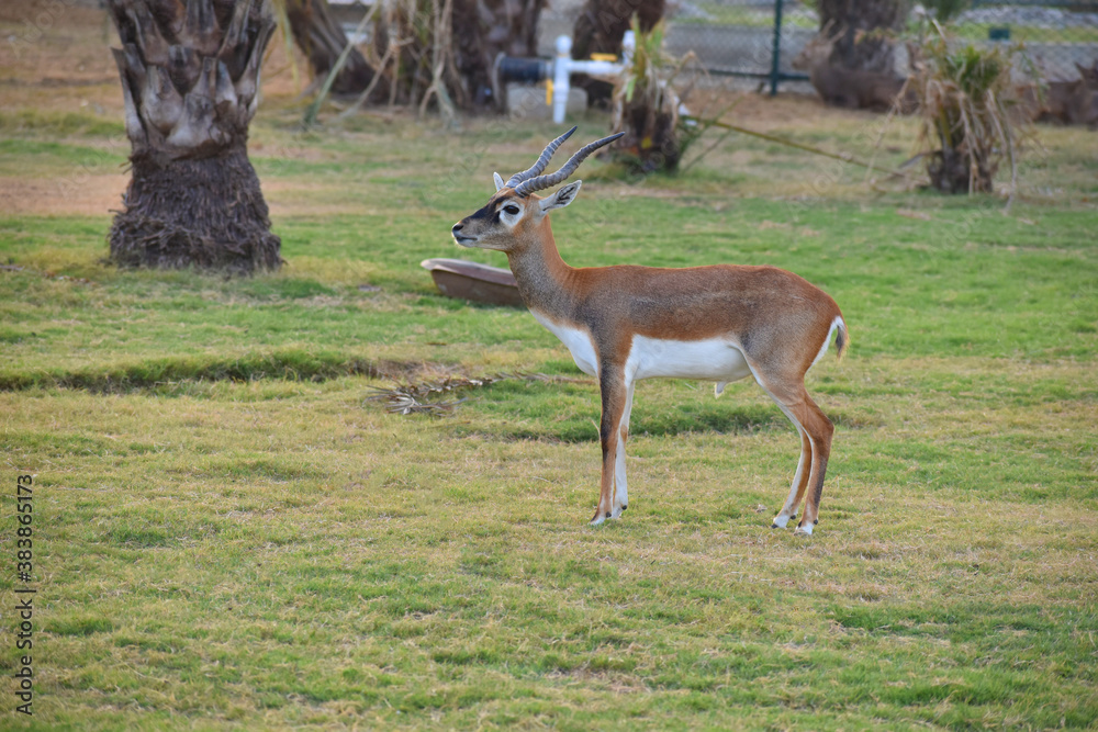 A male Blackbuck also known as Antelope, close up, Big horned wild male blackbuck in a zoo A male Blackbuck also known as Antelope, close up, Big horned wild male blackbuck in a zoo