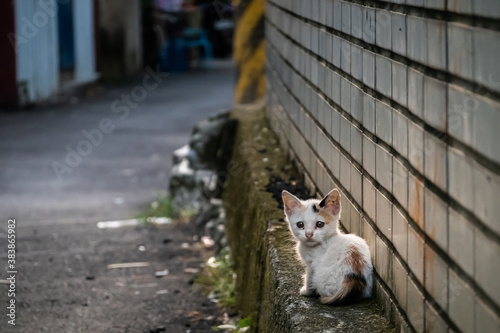 Tableau sur toile little stray cat sit at a street