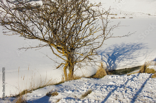 A tree attacked by yellow lichens in a snowy landscape.