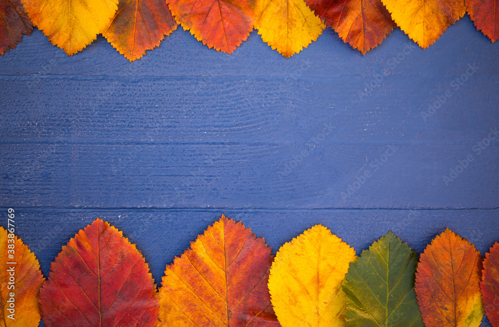 Autumn Bright Leaves Horizontal Border Frame are on Wooden Blue Indigo ...