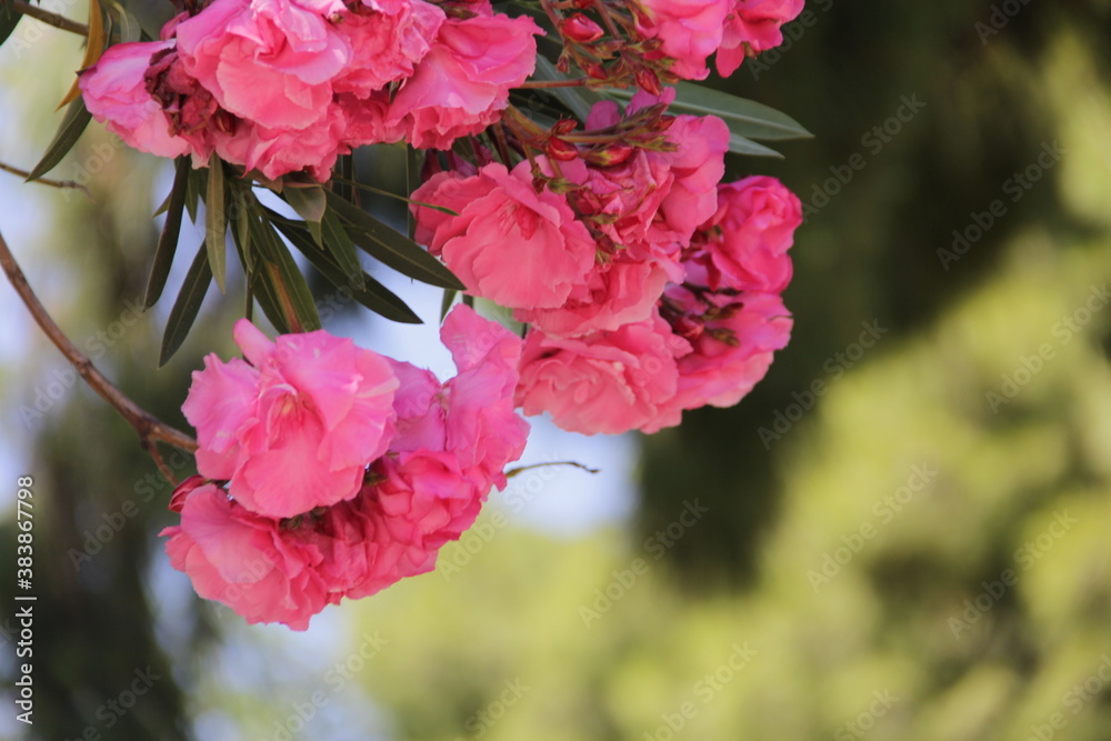 pink flowers