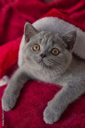 british cat in santa hat