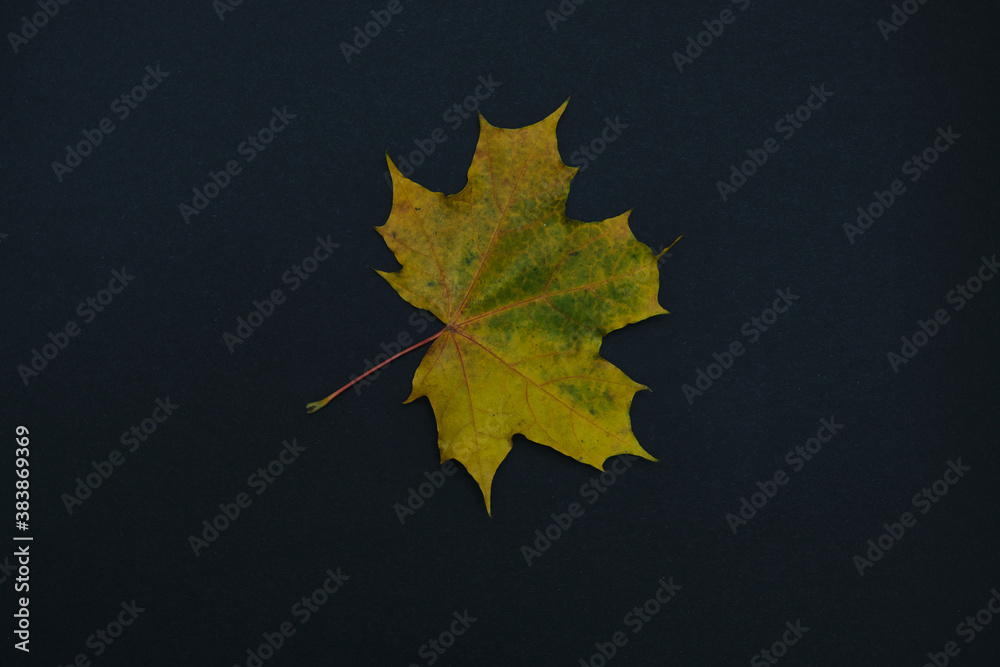 one autumn leave isolated on black background one autumn leave isolated on black background
