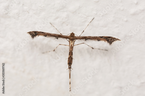 A close up image of a Plume Moth, Family: Pterophoridae photo