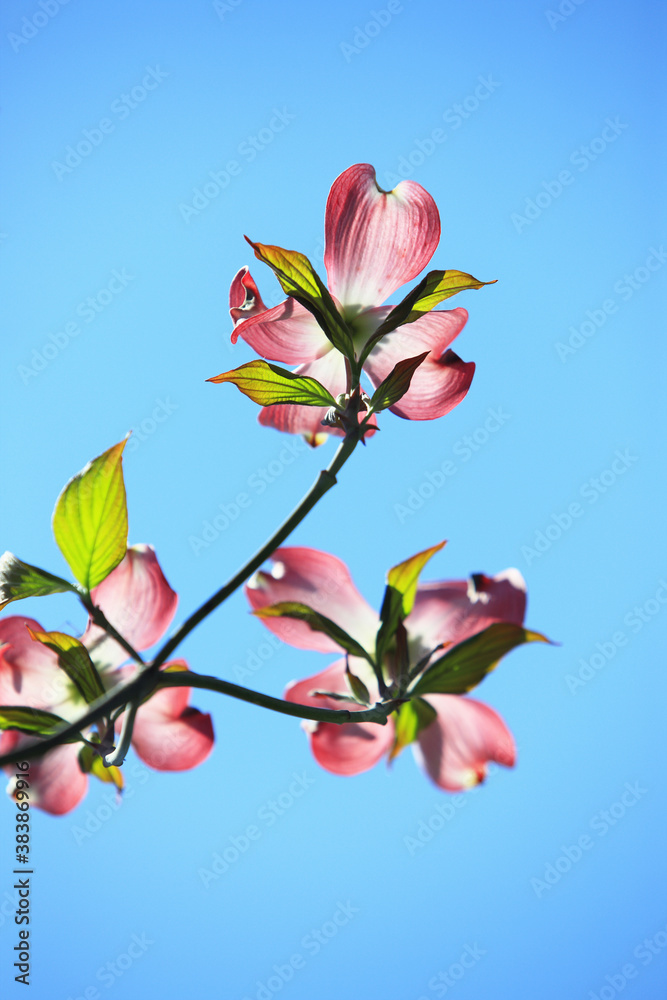 Obraz premium ハナミズキ