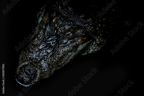 Crocodile head isolated on black background