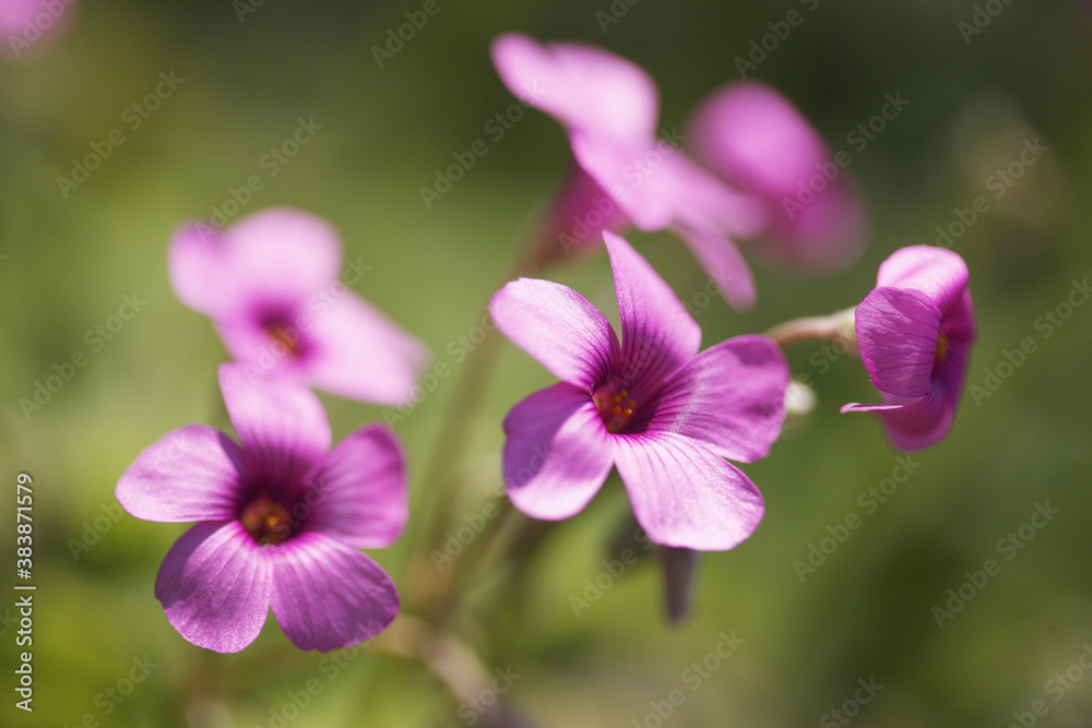 カタバミの花 カタバミの花