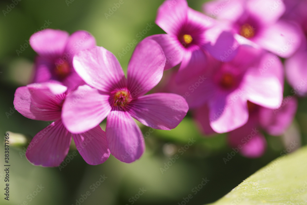 カタバミの花