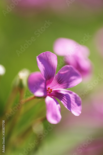 カタバミの花