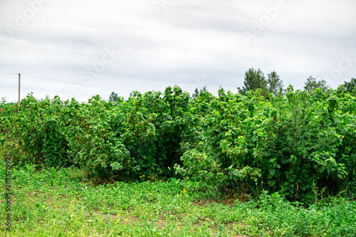 Rows of black currant bushes with green berries on the branches.
