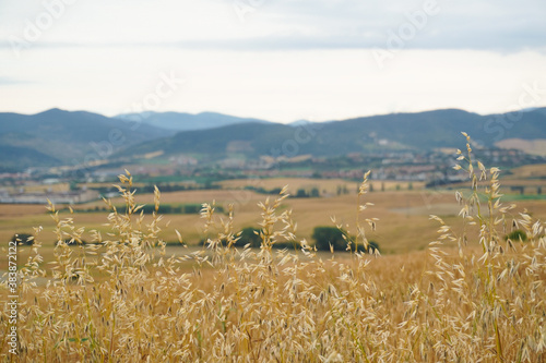 Ecologic agriculture oat field with village and sky, near mountains