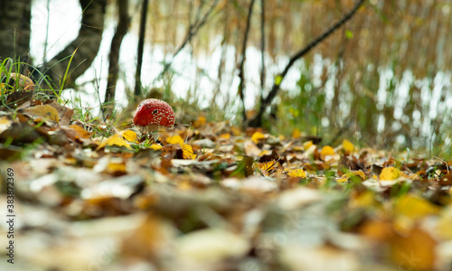 poisonous mushroom fly agaric grows in the autumn forest against the background of foliage photo