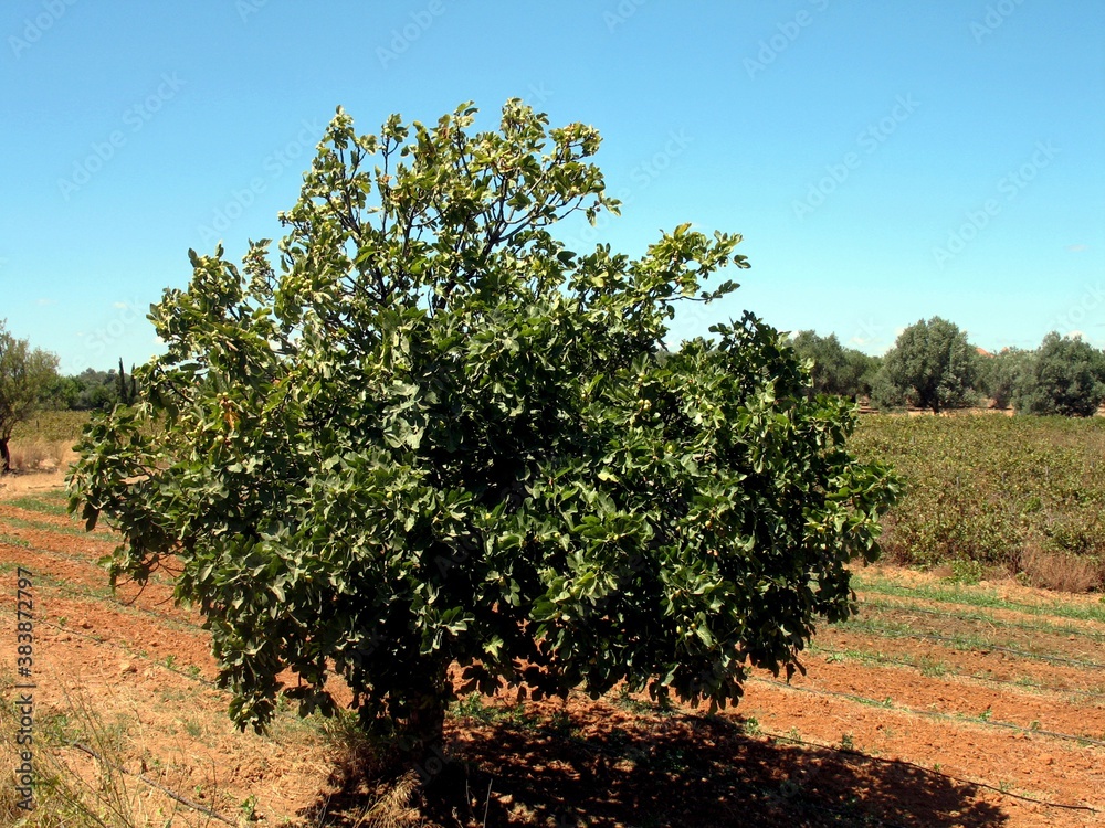 Portugal, Algarve, agricultural landscape with olive tree