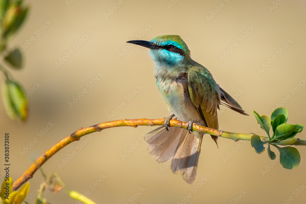 Obraz premium Birds of Israel 