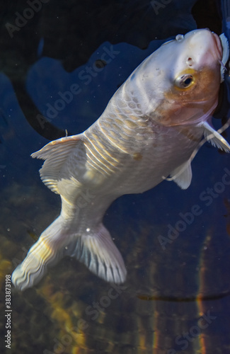 Ornamental carp, carp stuck his head out of the water and opened his mouth. Pond with ornamental fish.