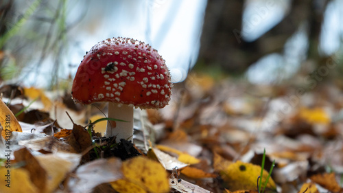 poisonous mushroom fly agaric grows in the autumn forest against the background of foliage
