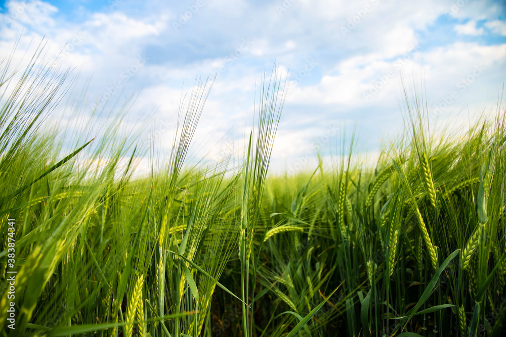 View of spikelets of green wheat in the field