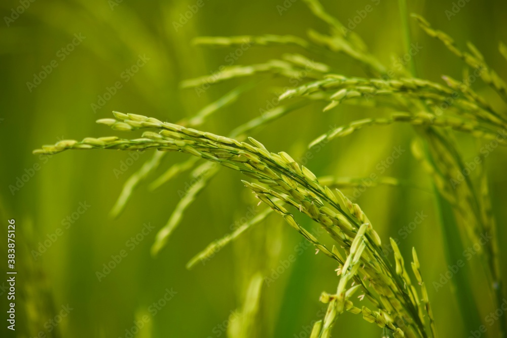 green wheat field green wheat field