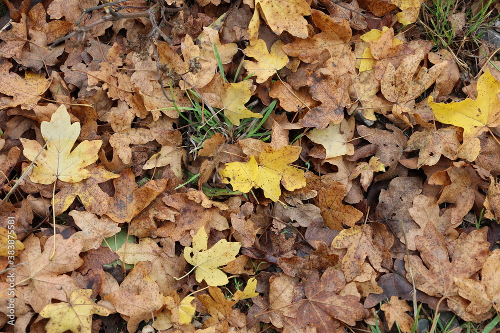 Yellow leaves on the ground in the forest