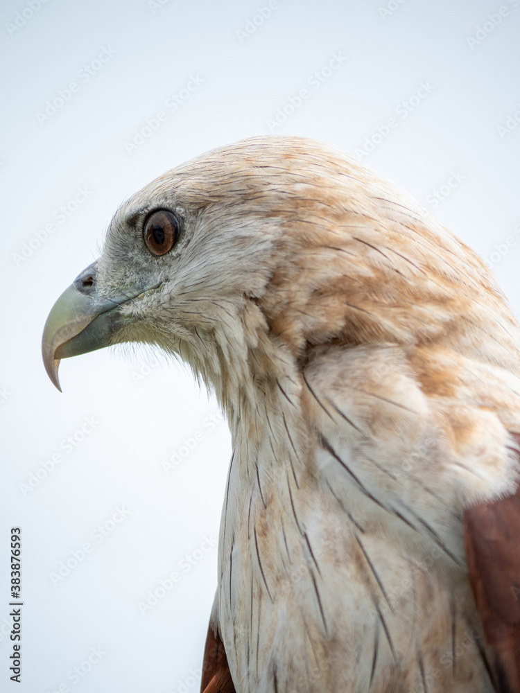 The red hawk has a reddish-brown color except the head and chest are white. The red hawk has a reddish-brown color except the head and chest are white.