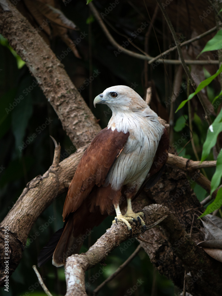 The red hawk has a reddish-brown color except the head and chest are white. The red hawk has a reddish-brown color except the head and chest are white.