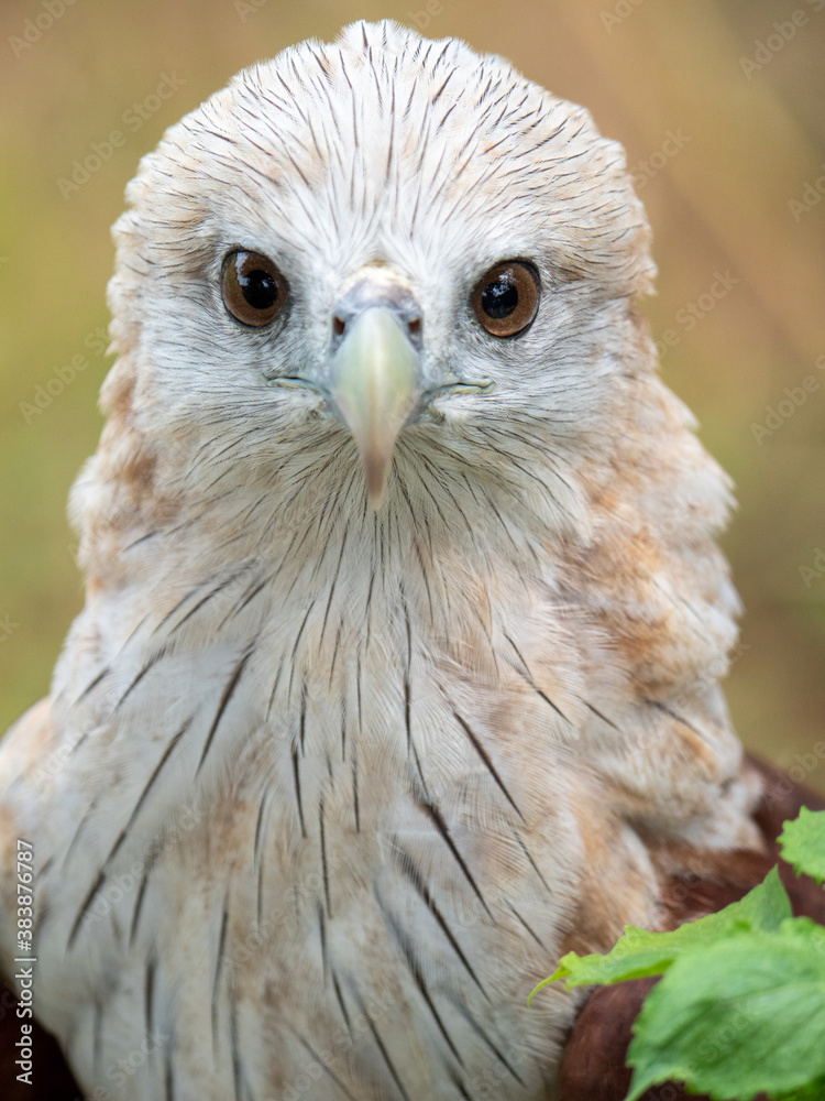Obraz premium The red hawk has a reddish-brown color except the head and chest are white.