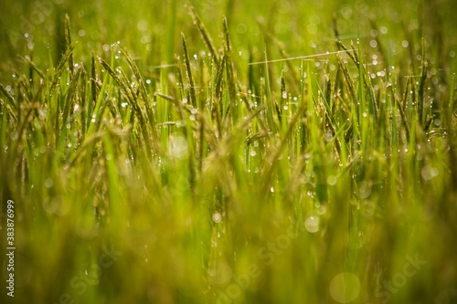 green grass with dew drops