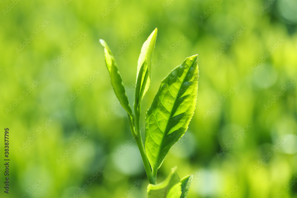 お茶の葉