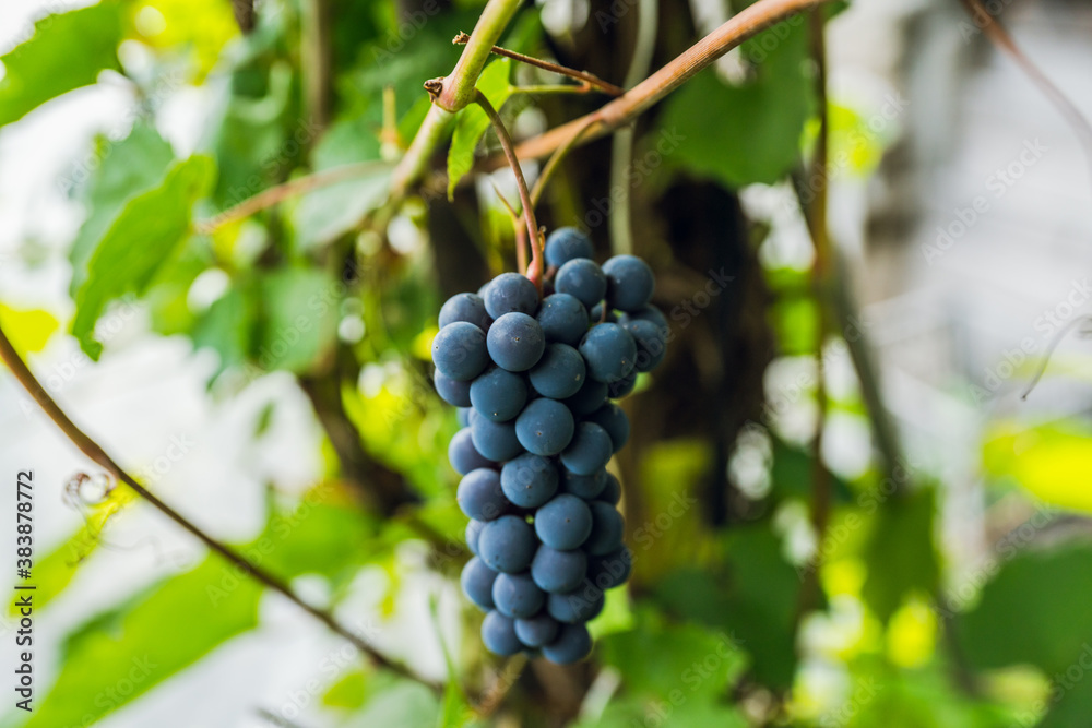 Bunch of grape on the branch. Selective focus. Shallow depth of field.
