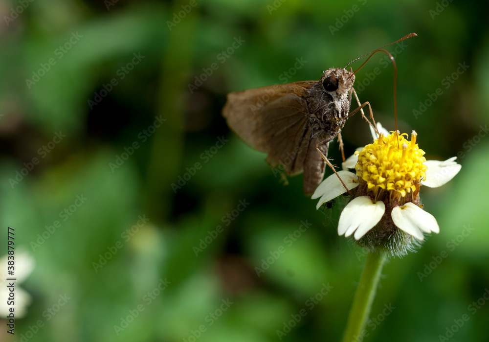 Obraz premium Mariposa bebiendo