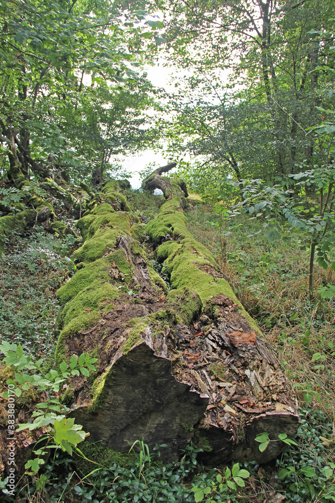 Obraz premium Totholz mit Moos