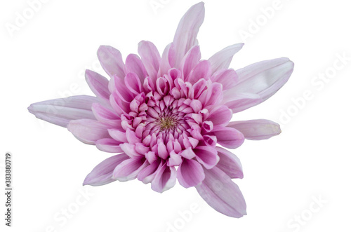 Beautiful pink chrysanthemum flower with white pattern background