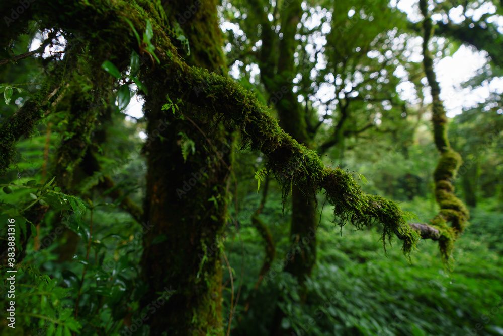 Tropical Rain Forest at Doi Inthanon National Park Chiang Mai Thailand