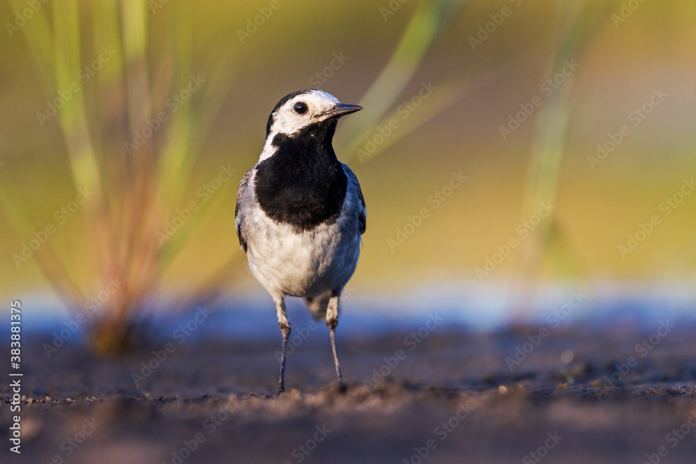 Fototapeta premium white wagtail looking at the camera