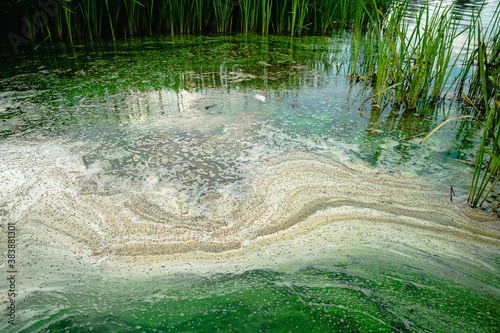 Cuadro en lienzo water blooming green dirty water