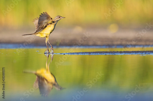 Photography yellow wagtail takes off from the water