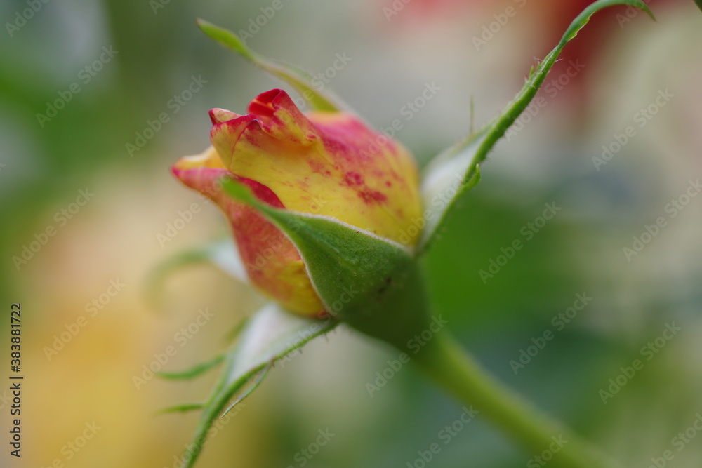 薔薇 薔薇