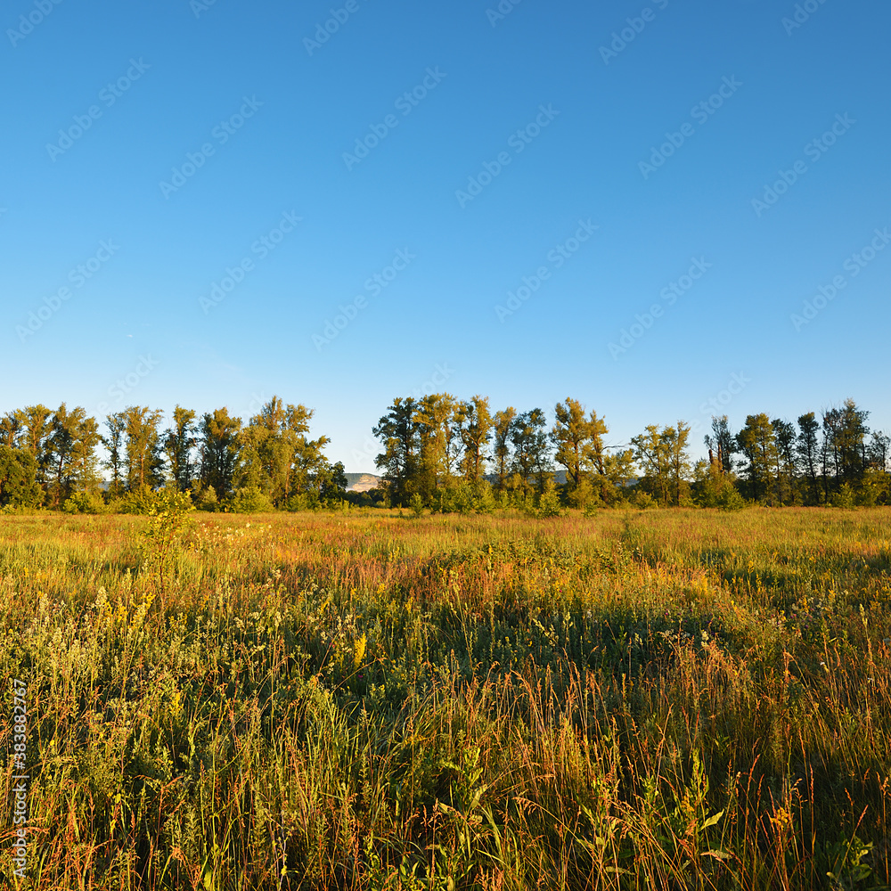 Summer natural landscape, meadow, beautiful blue sky