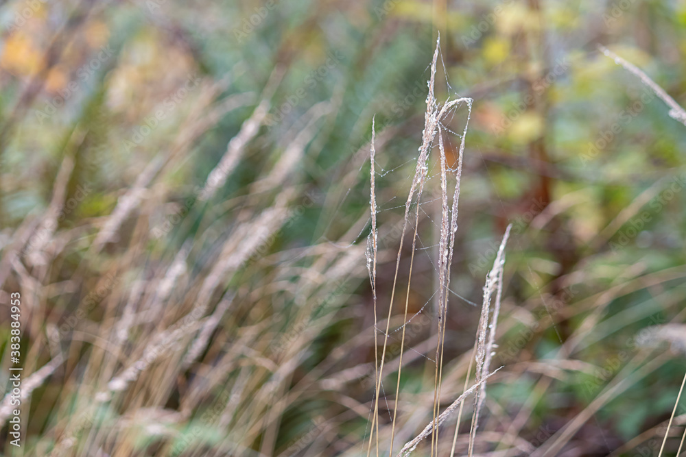 Fototapeta premium tall grasses growing in fall with spiderwebs on them